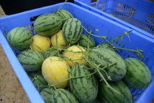 学校doi吃瓜群,揭秘校园生活趣味瞬间