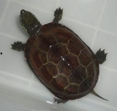 草龟吃瓜叶子,瓜叶成佳肴，龟儿乐享其中