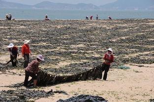 福建渔民吃瓜事件