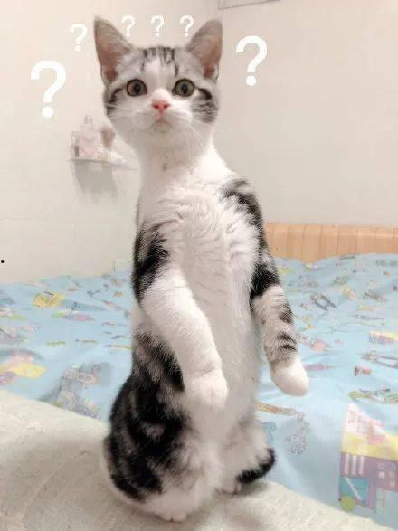 猫咪站门边吃瓜,悠闲吃瓜观世界