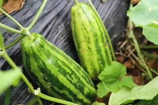 吃瓜吃果子什么意思啊,揭秘“吃瓜吃果子”背后的网络流行语内涵