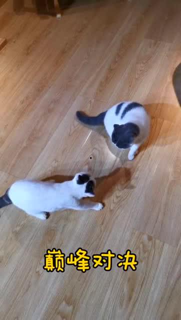 吃瓜群众二喵,吃瓜群众的趣味生活