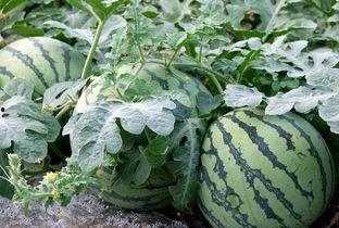 表面吃瓜不是瓜,一场关于真相与误解的探讨