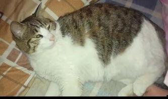 猫觉吃瓜,揭秘喵星人的娱乐生活